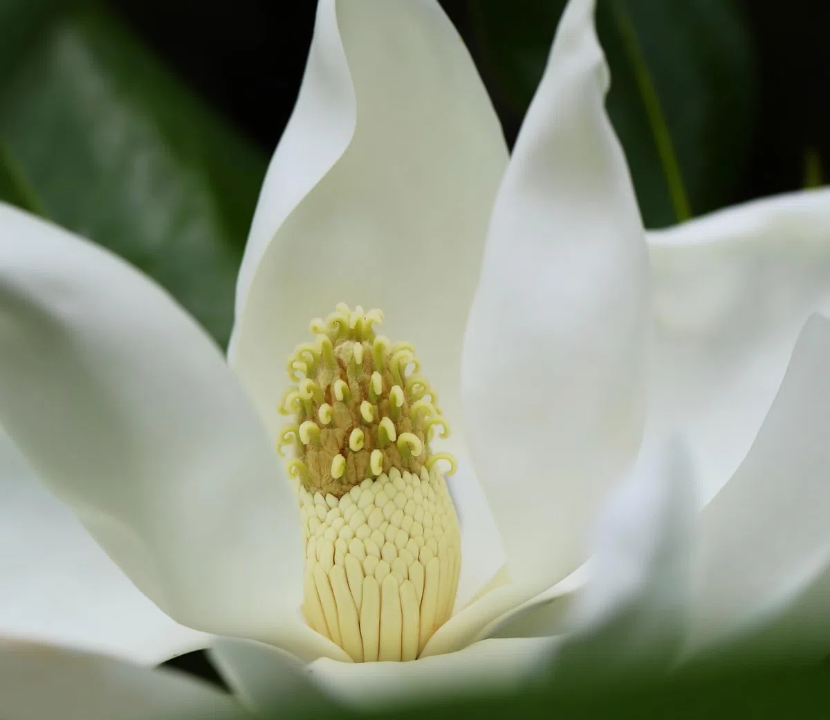 Planta natural Magnolia Grandiflora, 30-40 cm. Árbol majestuoso con flores blancas y hojas brillantes. Segura Garden.