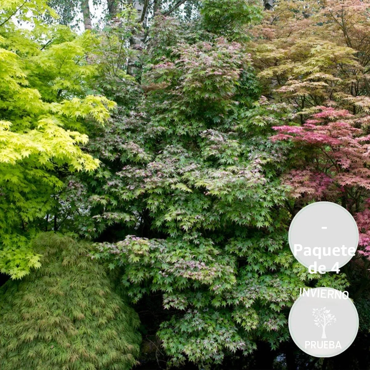 Bloomique - Mix de 4 - Acer palmatum - ‘Orange Dream’ - ‘Going Green’ - ‘Butterfly’ - ‘Atropurpureum’ - Arce japonés - Plantas de jardín - Altura 25-40 cm - Maceta 10,5 cm