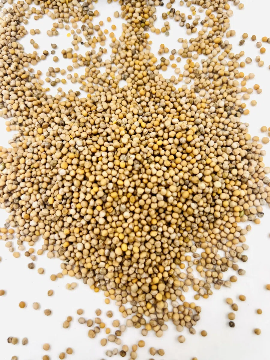 Mostaza blanca – Semillas estándar no tratadas – Fertilizante verde – Lote de 2 x 850 g – Uso amateur – Variedad según lote – Sinapis alba L. - Acondicionado en Francia por una PYME