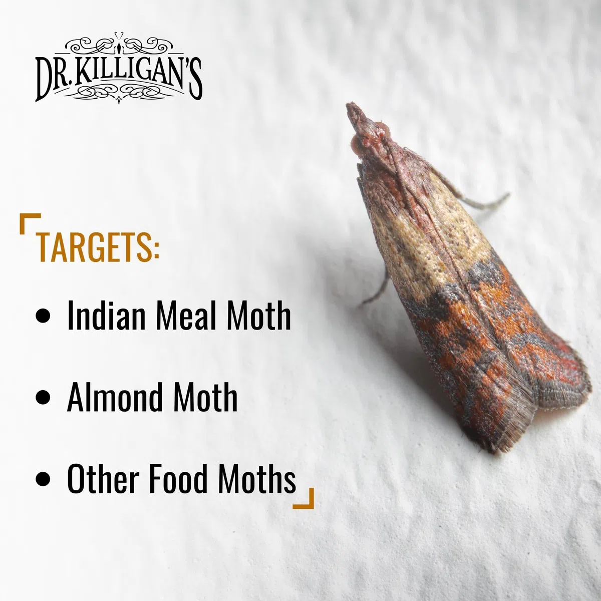 Dr. Killigan's Trampas para polillas de despensa Premium con feromonas Prime | Seguro, no tóxico y sin insecticidas | Trampa de Pegamento pegajoso para polillas de Alimentos y armarios (20, Azul)