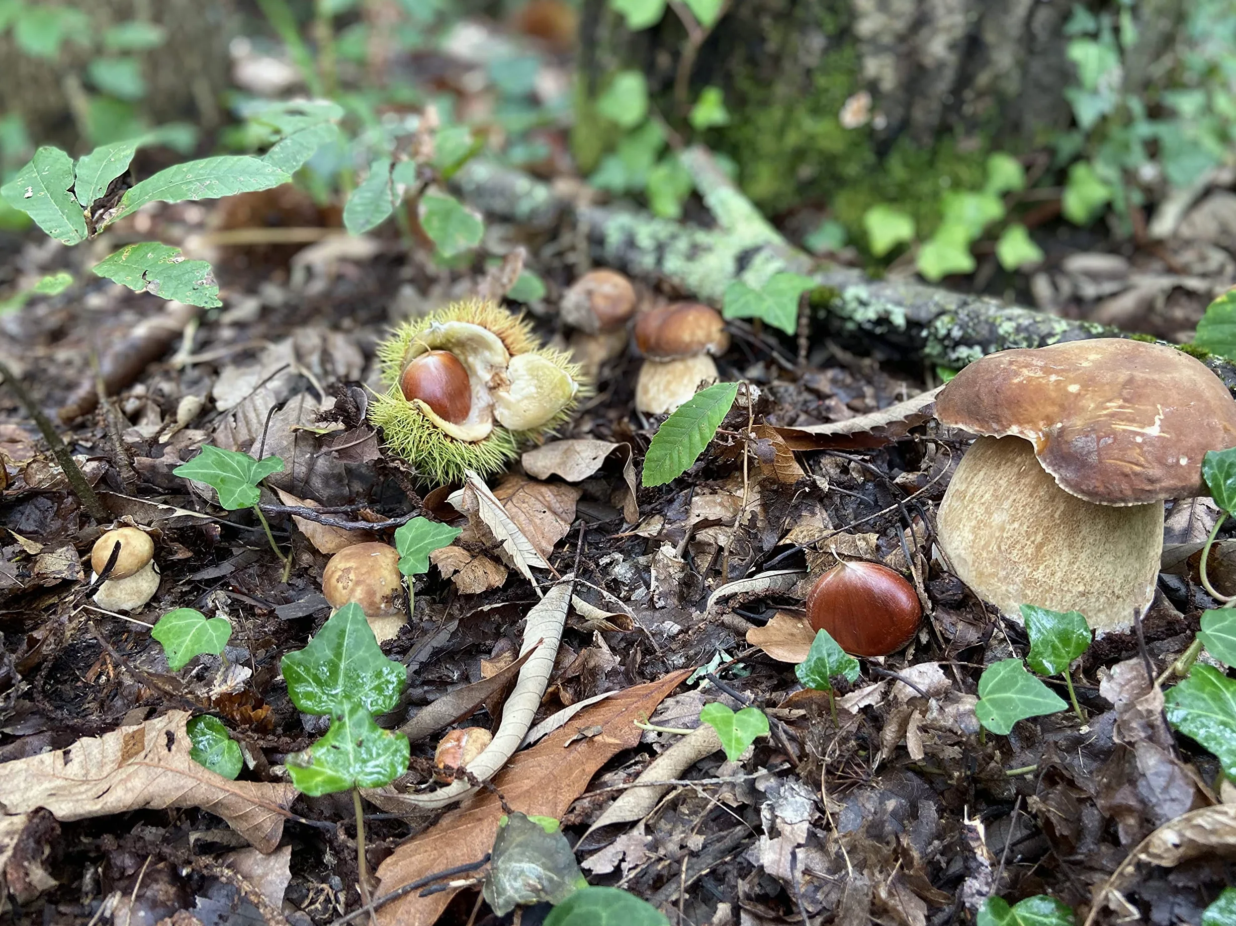 Árbol Frutal castaño. Produce castañas grandes y setas. Altura 1-1,20m. Maceta 3,5 litros. Castaño variedad Marigoule, micorrizado productor de setas (Boletus edulis). Resistencia Tinta