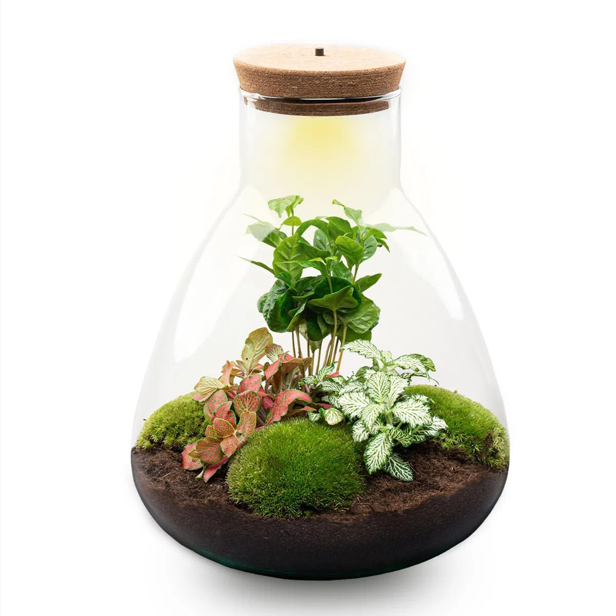 Terrario de Plantas • Sam Coffea con lámpara • Planta ecosistema con luz • ↑ 30 cm