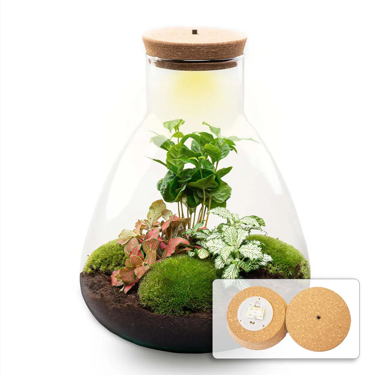 Terrario de Plantas • Sam Coffea con lámpara • Planta ecosistema con luz • ↑ 30 cm