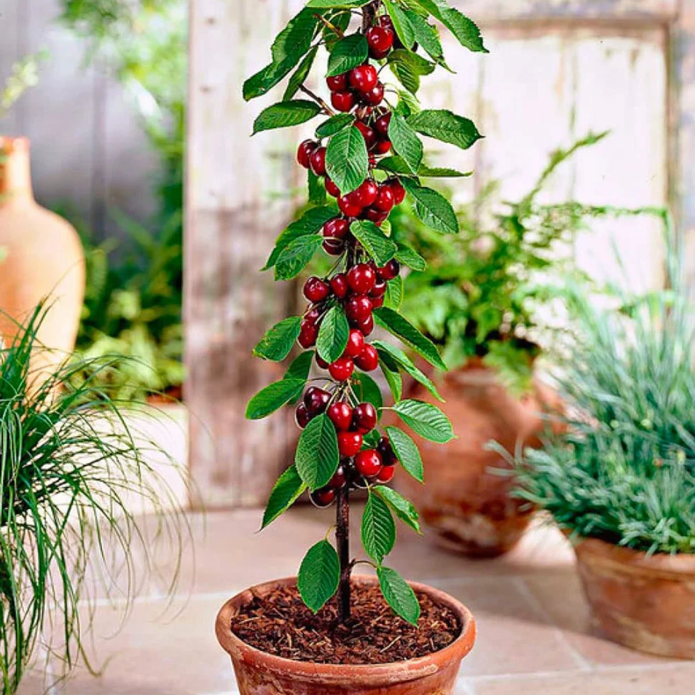 Árboles frutales en columna - Lote de 6 árboles (cerezos,manzanos,perales, albaricoqueros, melocotón, Ciruela) - 80cm de altura - Ideal para balcones, terrazas, pequeños jardines
