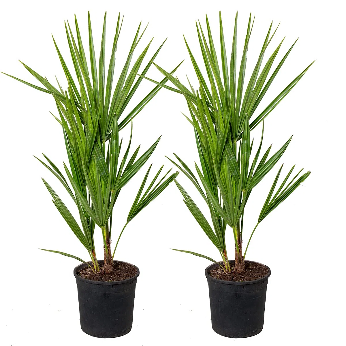 Bloomique - Set de 2 - Chamaerops humilis - Palmito europeo - Palmera resistente - Plantas de jardín - Altura 40-50 cm - Maceta 15 cm