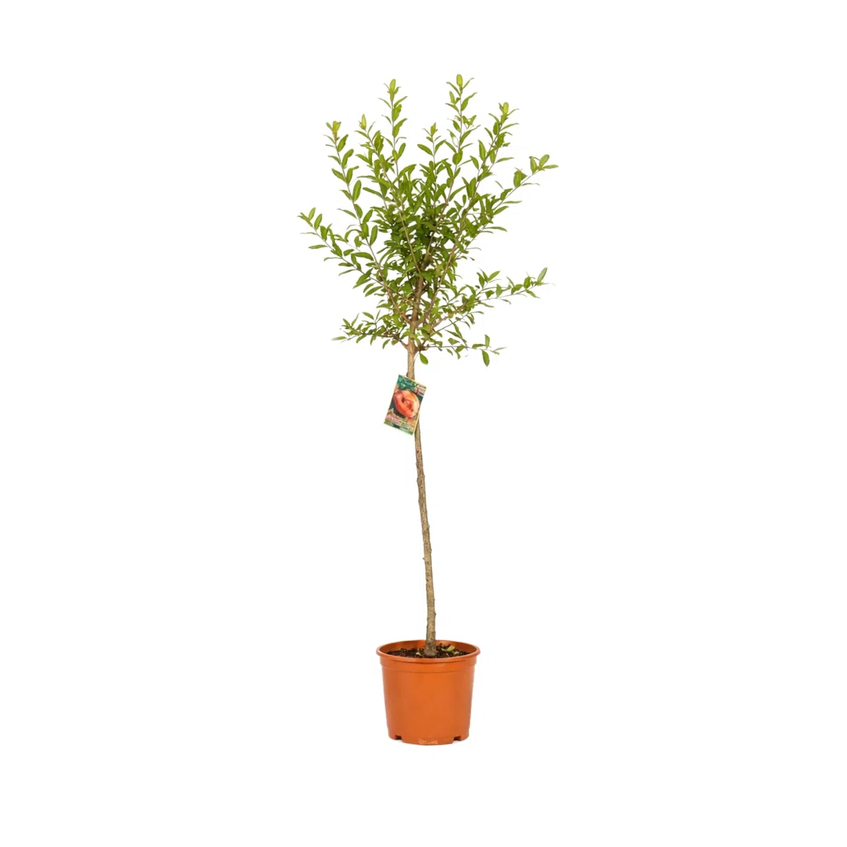 Granado Mollar de Elche en Maceta, 140 cm de alto, Árbol Frutal Exterior con Granadas Dulces, Planta Natural para Jardín Terraza Huerto, Arbol Ornamental Fácil Cultivo. Granado