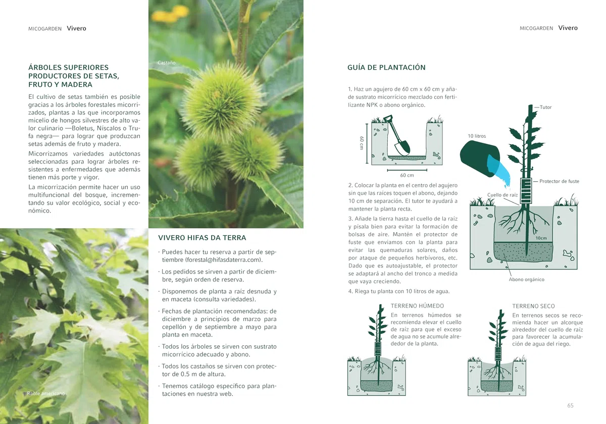 Árbol Frutal castaño. Produce castañas grandes y setas. Altura 1-1,20m. Maceta 3,5 litros. Castaño variedad Marigoule, micorrizado productor de setas (Boletus edulis). Resistencia Tinta