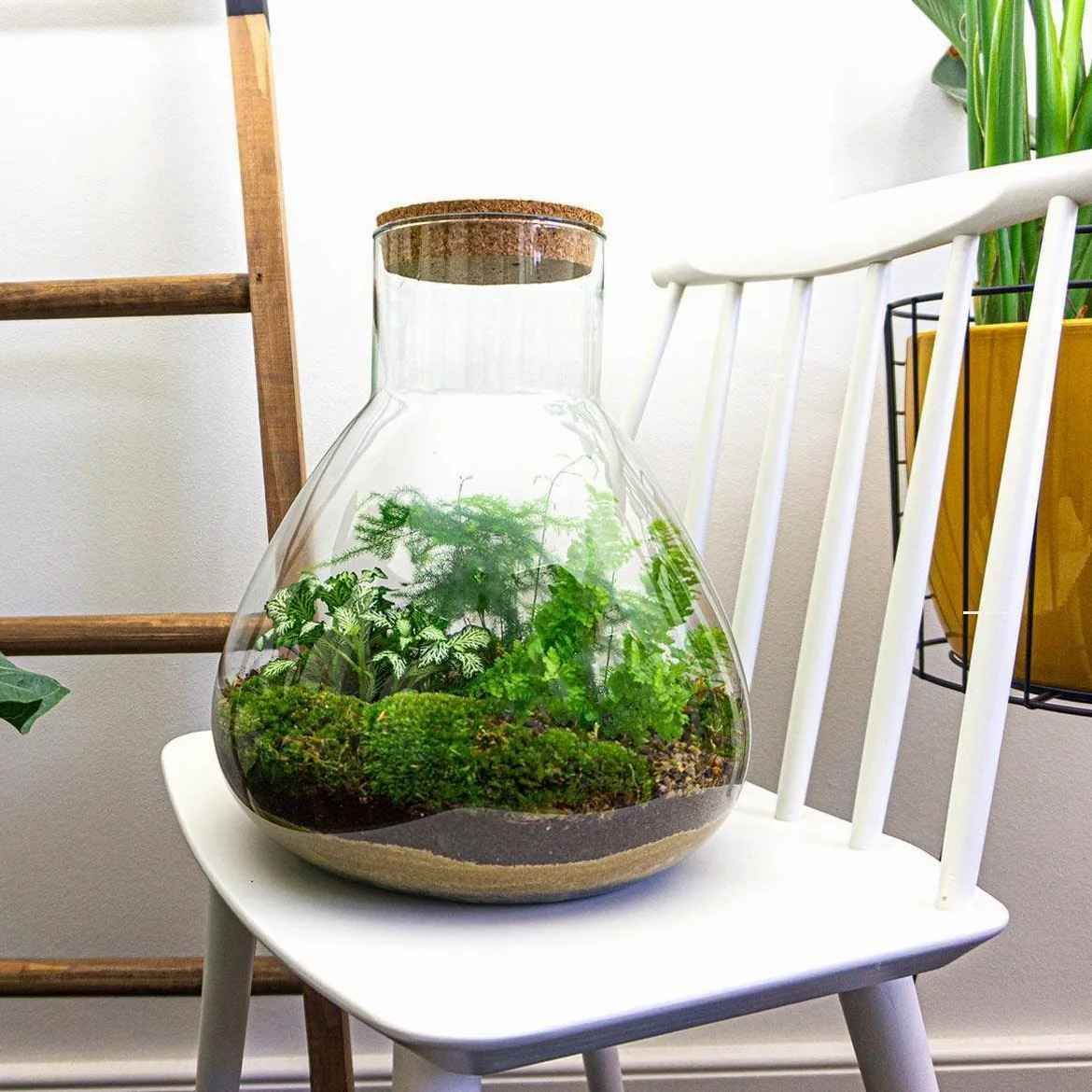 urbanjngl - Terrario para plantas Sam XL con luz - Kit de bricolaje para un ecosistema sostenible - Diámetro 30 cm, altura 32 cm - Ideal para amantes de las plantas y diseño creativo