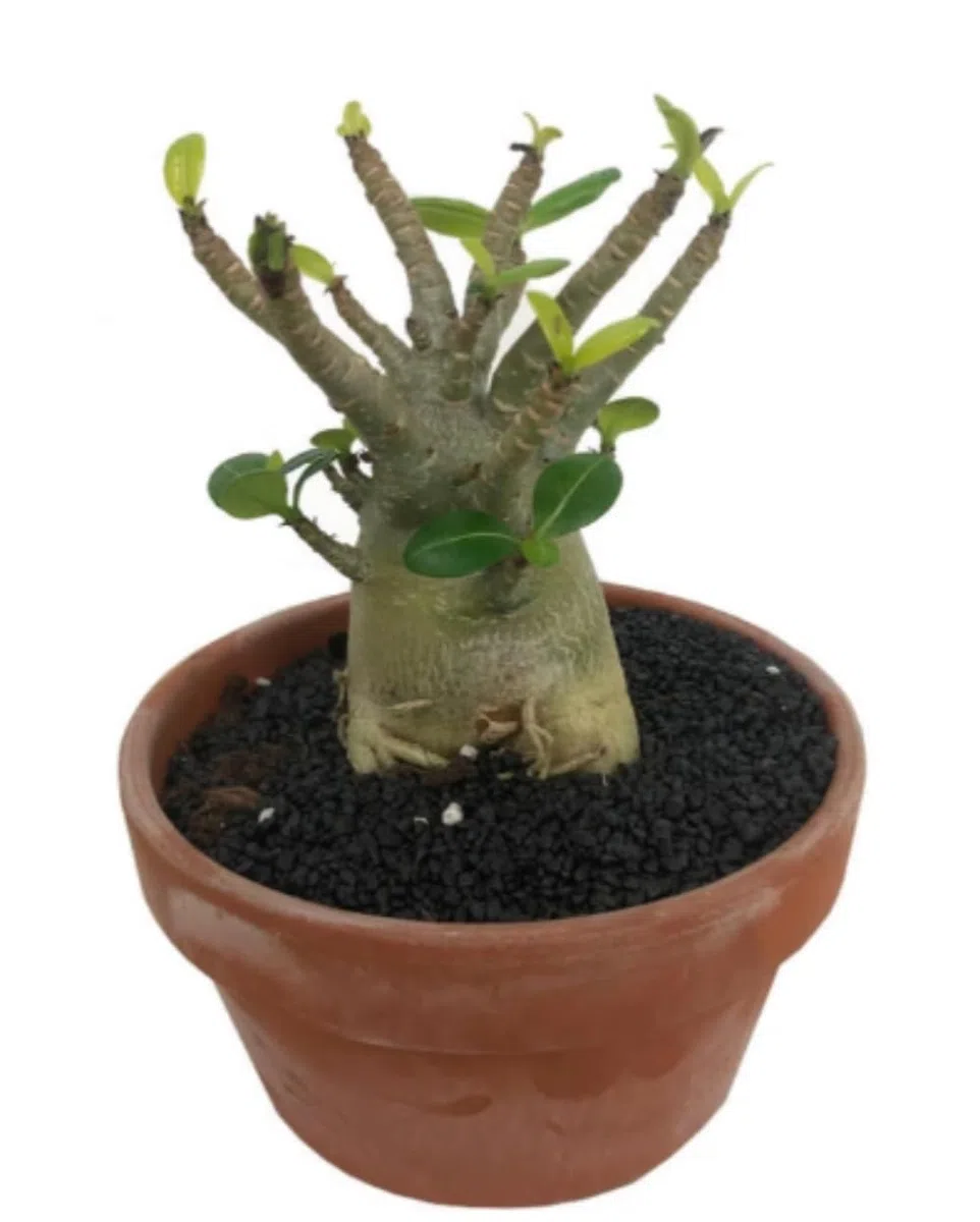 Planta natural Baobab Adenium, 20-25 cm. Planta del desierto, rosa del desierto. Suculenta de flores vibrantes y tronco engrosado, ideal para climas cálidos. Segura Garden.