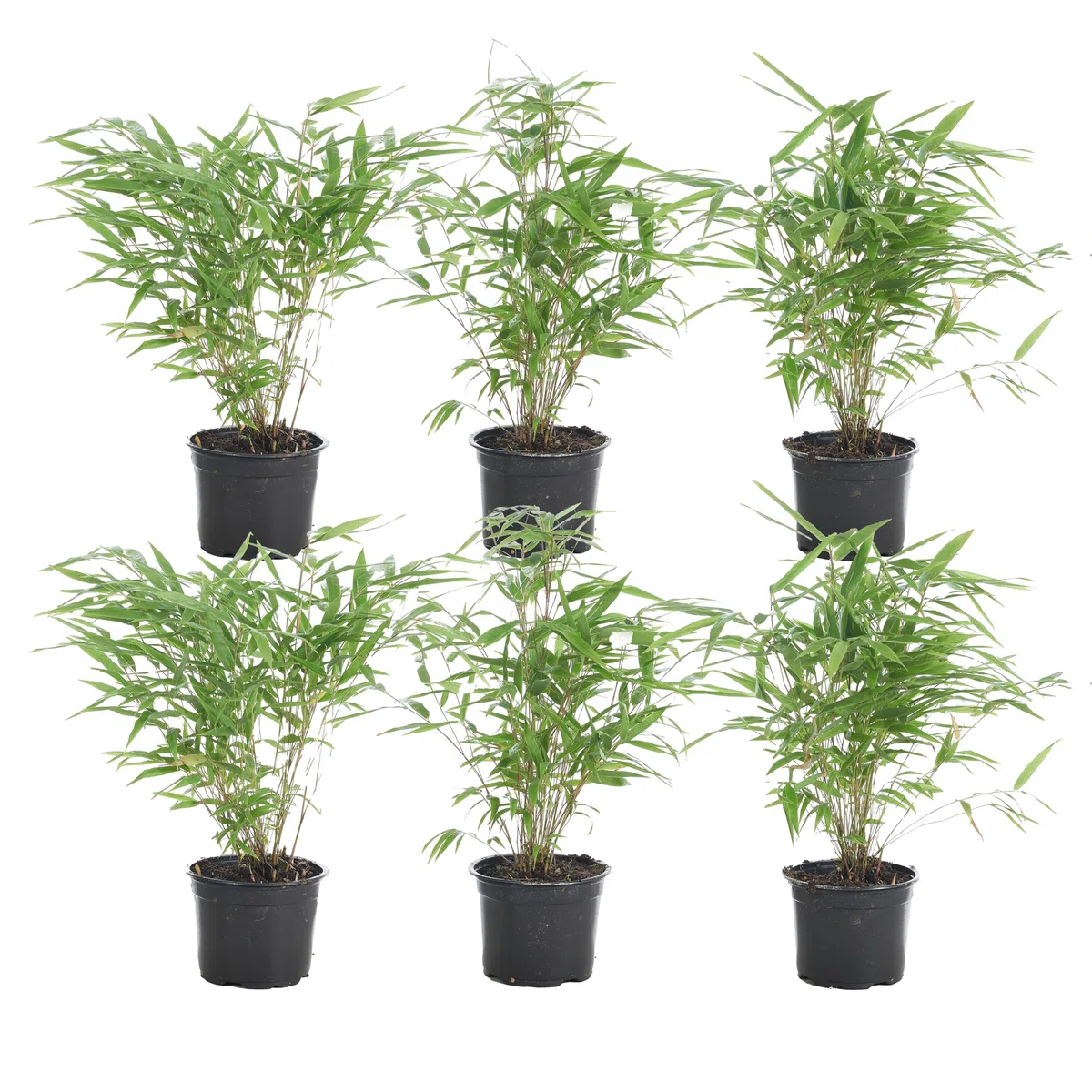 Bloomique - Set de 6 - Fargesia rufa - Bambú no invasivo - Resistente al frío - Perenne - Plantas de jardín - Altura 20-30 cm - Maceta 10 cm
