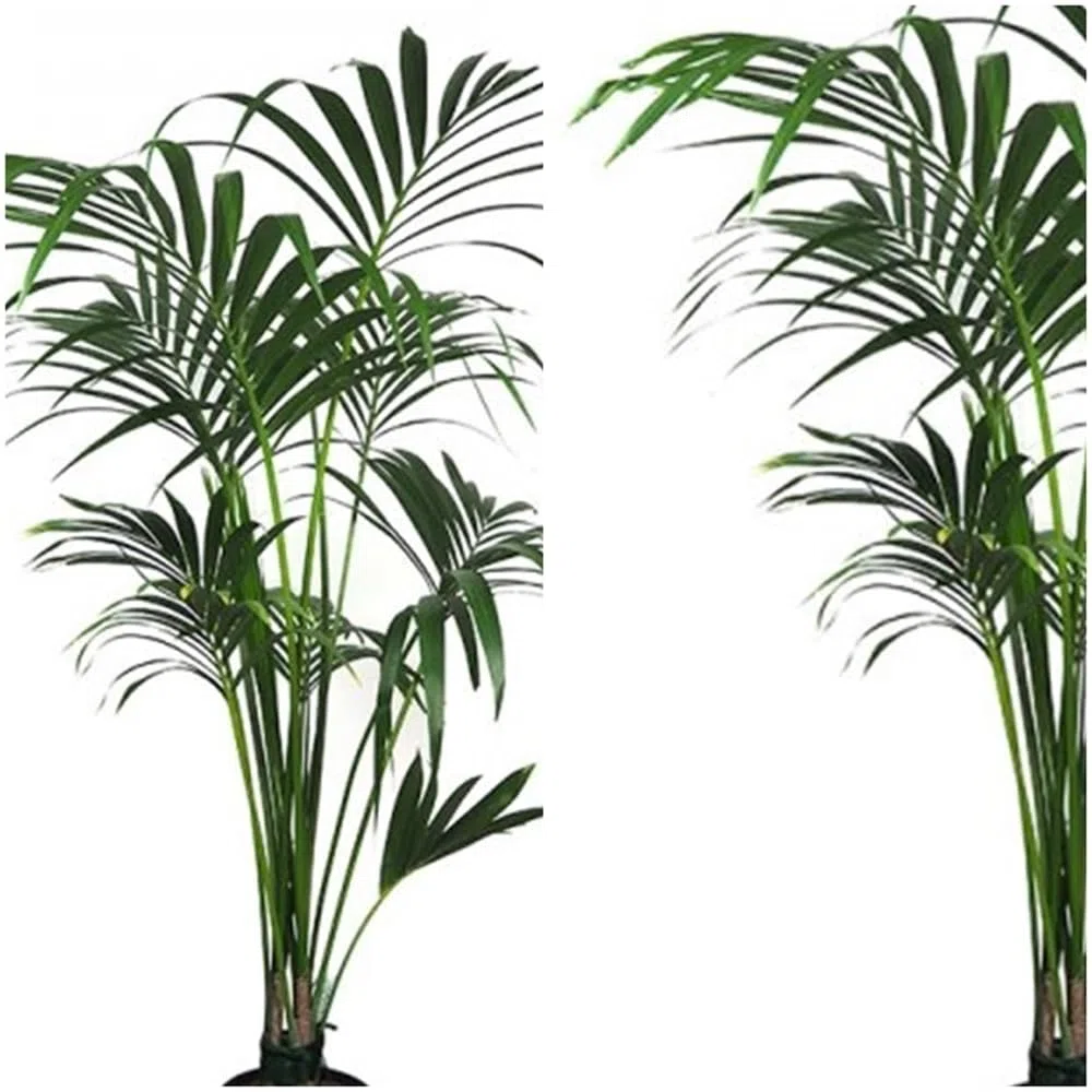 Planta natural Elegante Palmera Kentia. 80-90 cm. Segura Garden. Las palmeras Kentia son espectaculares y mejoran la calidad del aire, creando un ambiente fresco y relajante en el hogar.