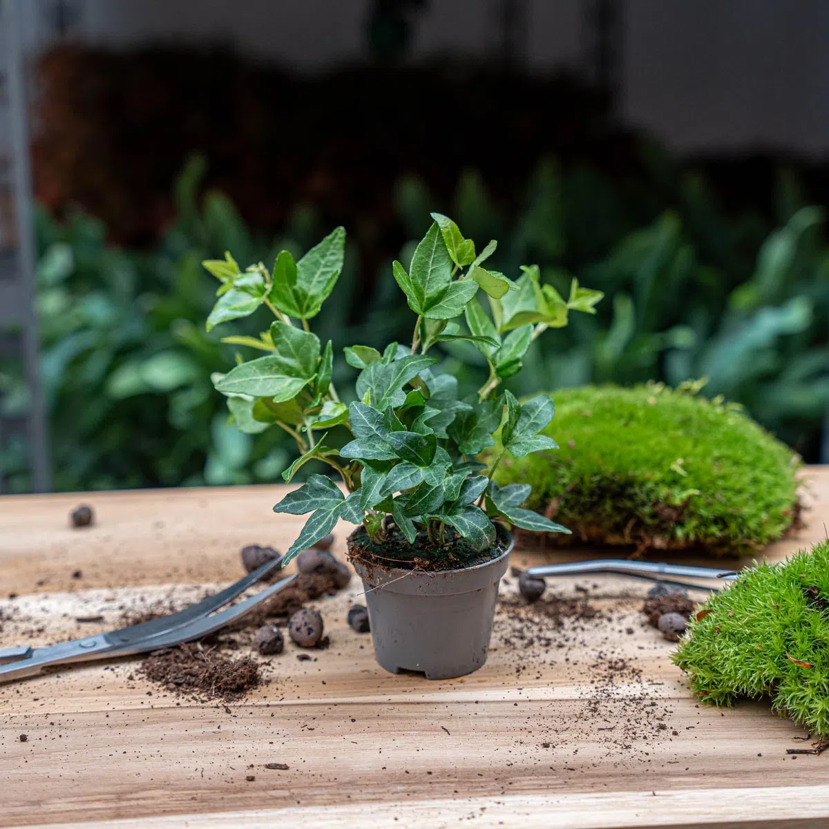 Hedera hélice - Ø 7 cm