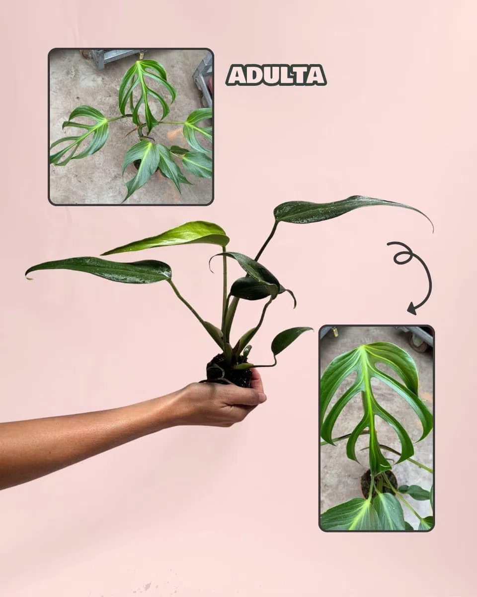 PUR PLANT Monstera Burle Marx M | Planta Natural De Interior Premium y Tropical | Compacta, Resistente y Decorativa | Maceta De Ø12 cm
