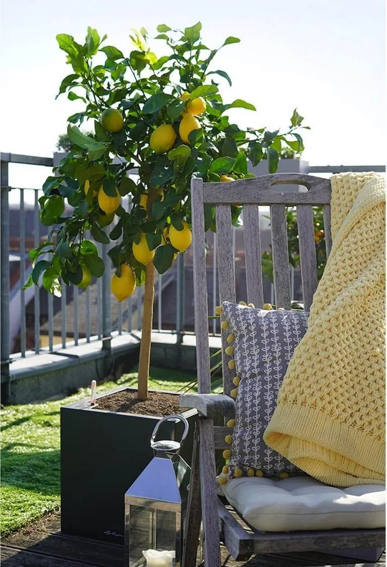 Limonero 4 estaciones Eureka Árbol cítrico en maceta de 5L | Para plantar en huerto o jardín | Planta natural de exterior (Limonero)