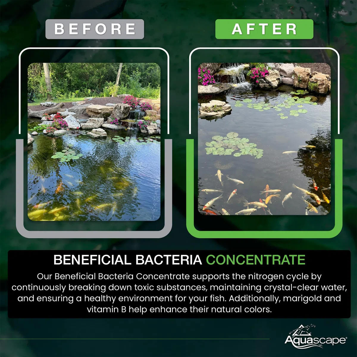 Aquascape Bacterias beneficiosas secas para estanques y características de Agua, 7 Libras | 98950, Blanco