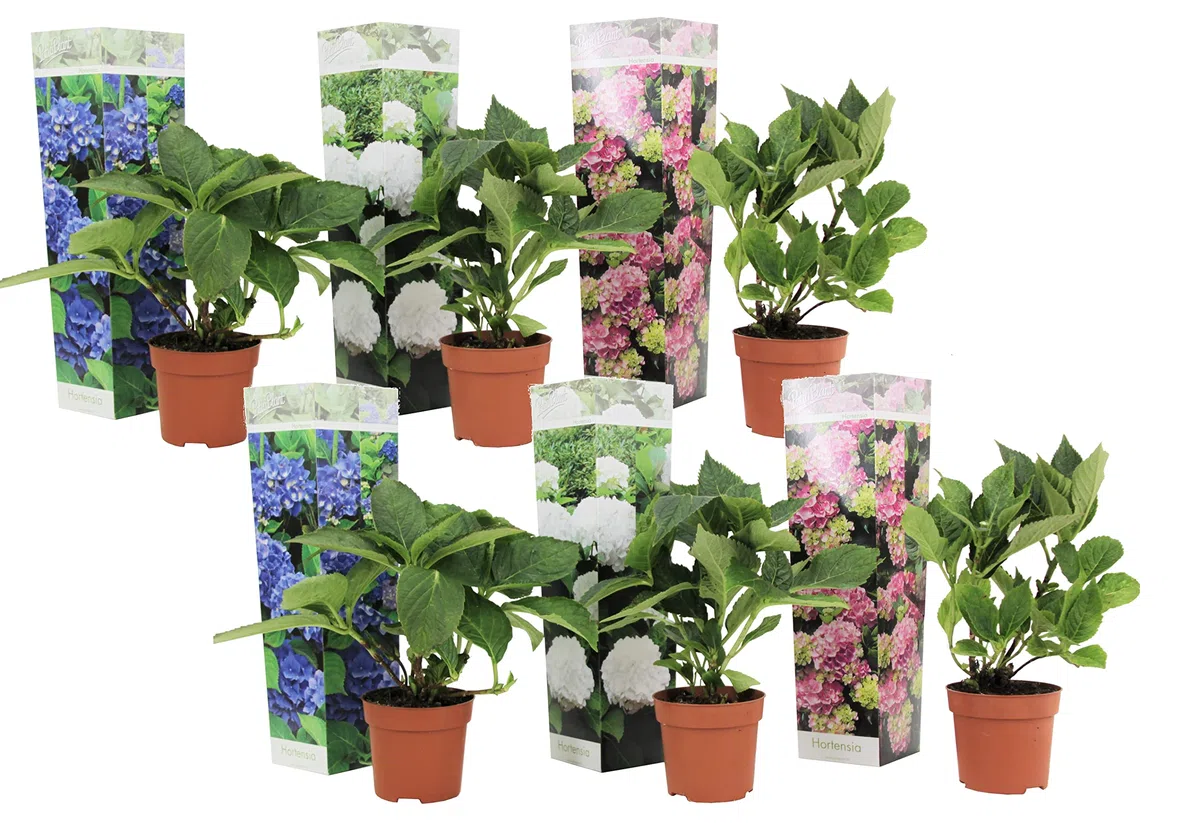 Plant in a Box - Hydrangea macrophylla 'Early Blue', 'Early Pink', 'Wudu' - Hortensia - Mezcla de 6 - Maceta 10,5cm - Altura 25-40cm