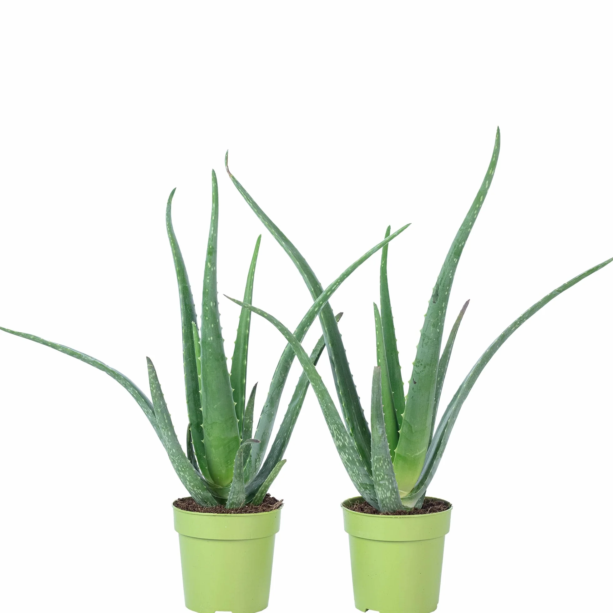 Juego de 2 plantas de interior de aloe vera, fácil de limpiar, altura aprox. 40 cm, diámetro de maceta de 12 cm