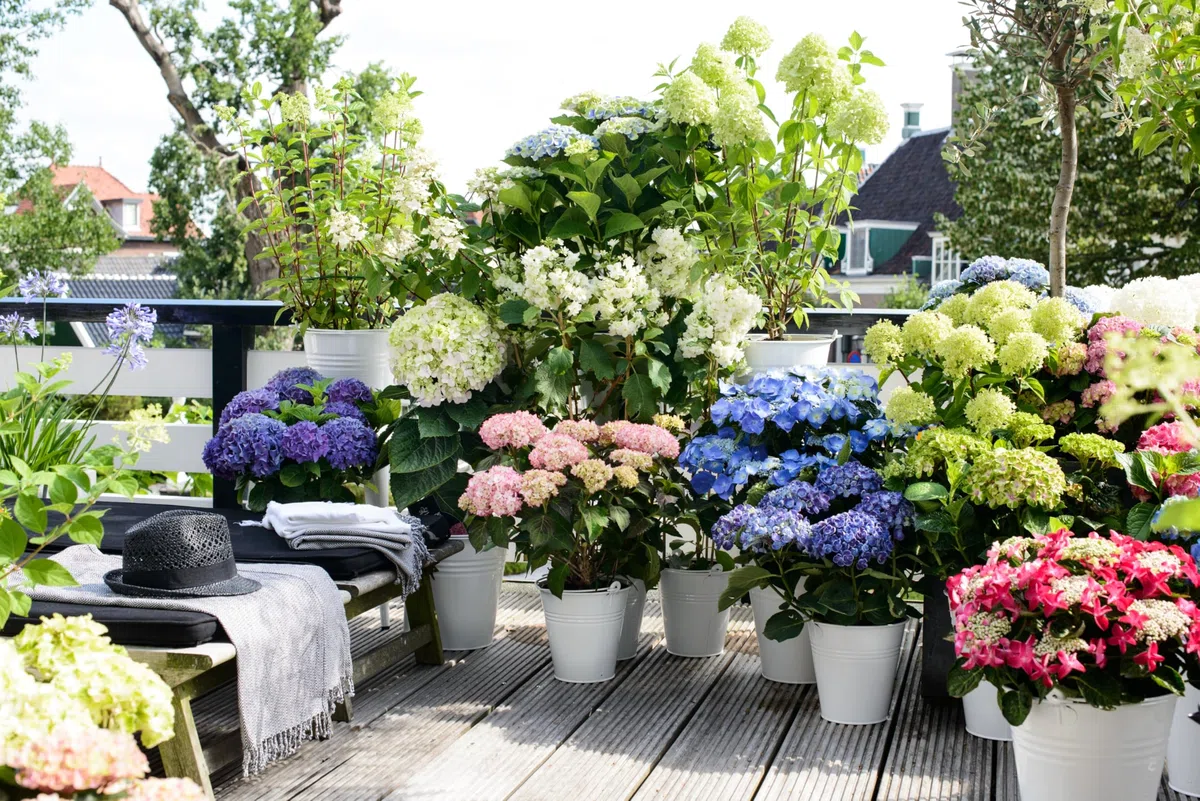 Plant in a Box - Hydrangea macrophylla 'Early Blue', 'Early Pink', 'Wudu' - Hortensia - Mezcla de 6 - Maceta 10,5cm - Altura 25-40cm