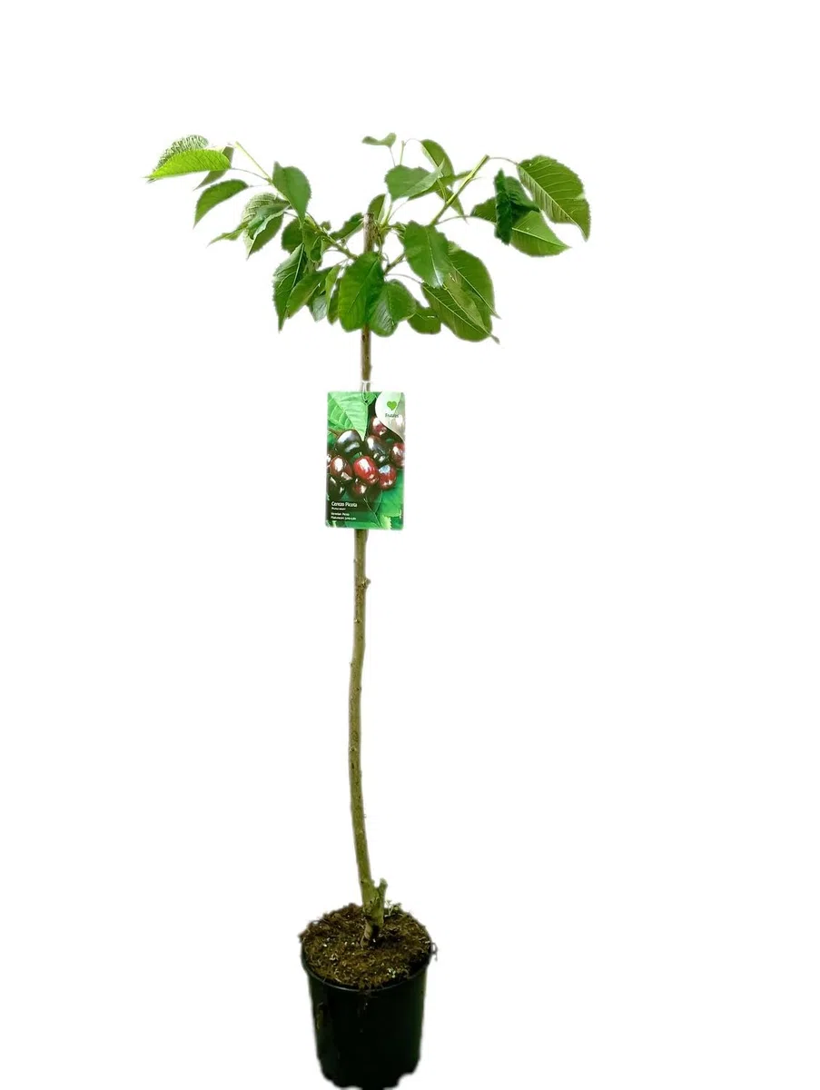 Garden Center Shop | Cerezo Picota M25 | Árbol Frutal Natural de Cereza | Fruta Dulce y Jugosa | Planta Exterior para Huerto o Jardín