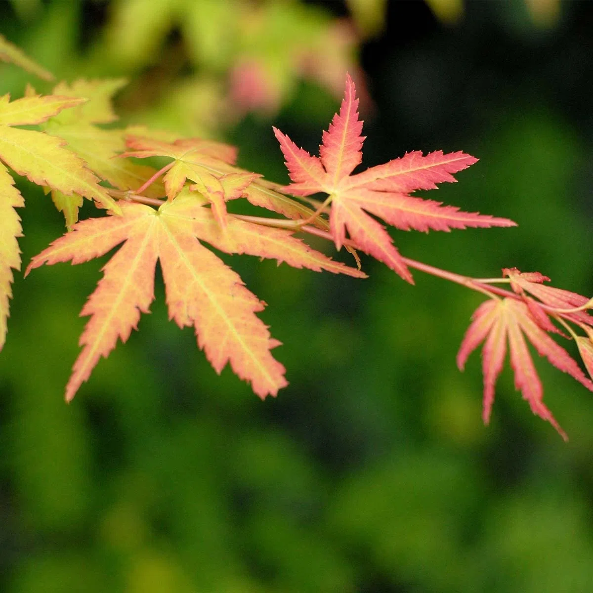 Bloomique - Mix de 4 - Acer palmatum - ‘Orange Dream’ - ‘Going Green’ - ‘Butterfly’ - ‘Atropurpureum’ - Arce japonés - Plantas de jardín - Altura 25-40 cm - Maceta 10,5 cm