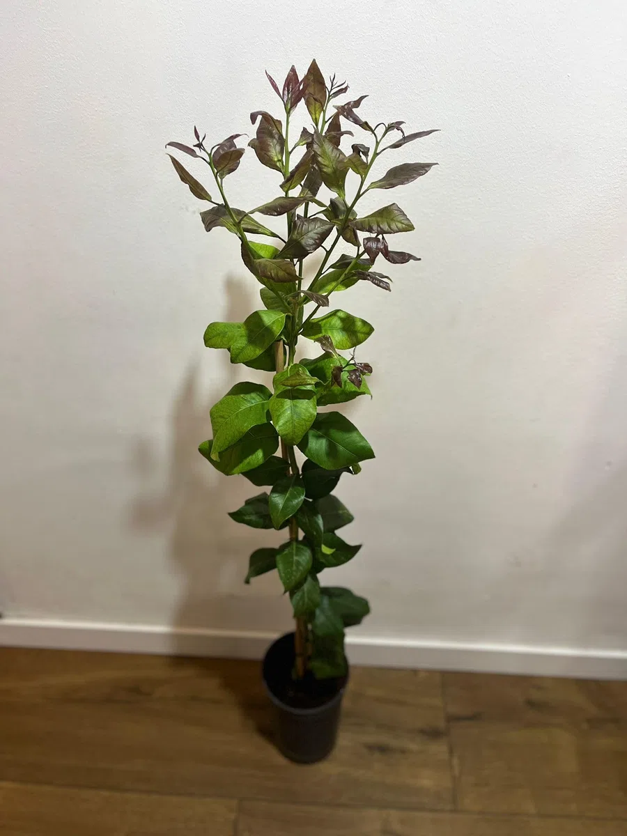 Limonero 4 estaciones Eureka Árbol cítrico en maceta de 5L | Para plantar en huerto o jardín | Planta natural de exterior (Limonero)