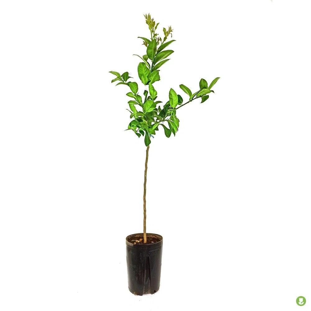 Planta Frutal citrico Lima Kaffir. Altura de 90-100 cm. Muy aromatico. Sus hojas muy usadas en cocina Tailandesa e Indonesia. Sus frutos rugosos ricos en aceites esenciales. Segura Garden.