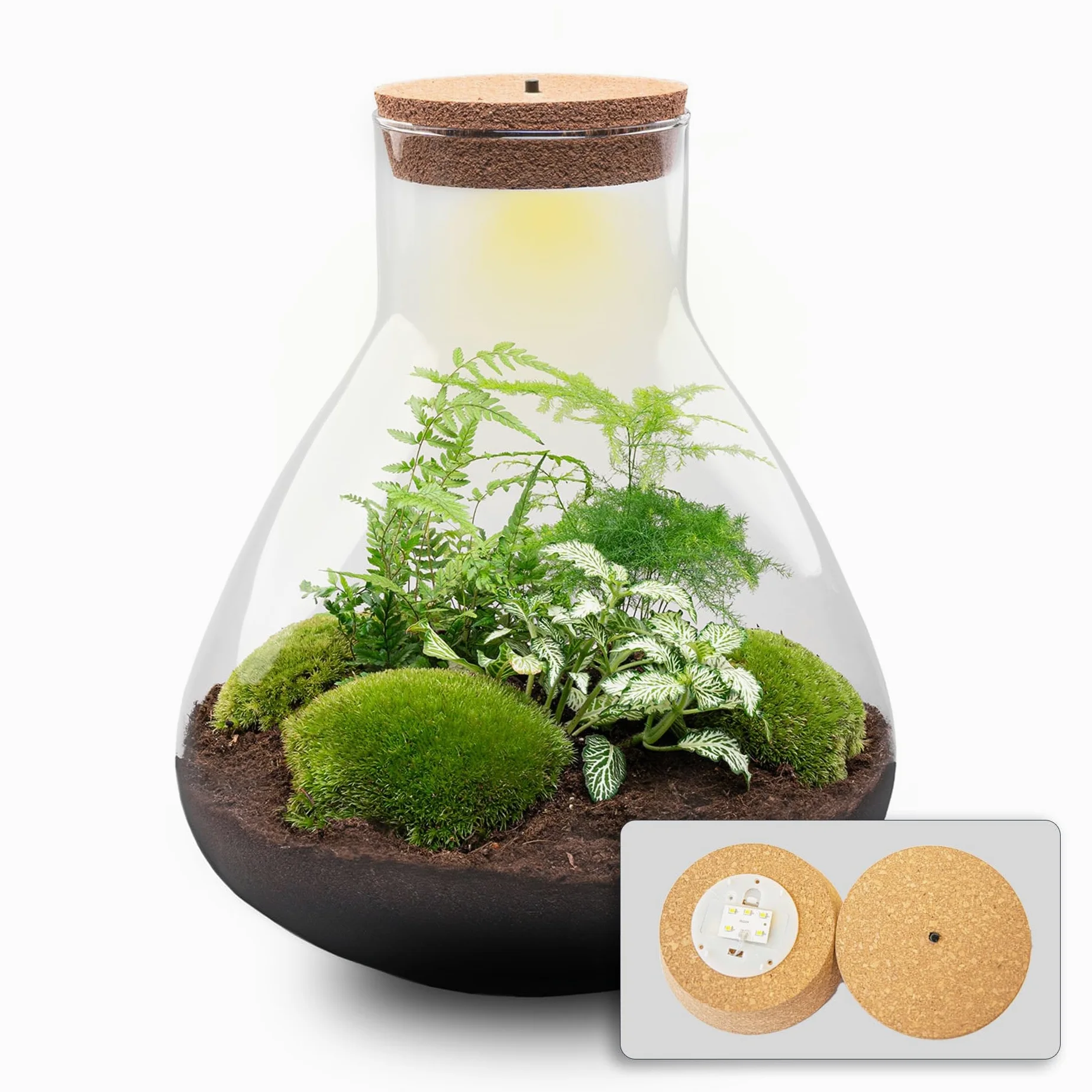 urbanjngl - Terrario para plantas Sam XL con luz - Kit de bricolaje para un ecosistema sostenible - Diámetro 30 cm, altura 32 cm - Ideal para amantes de las plantas y diseño creativo