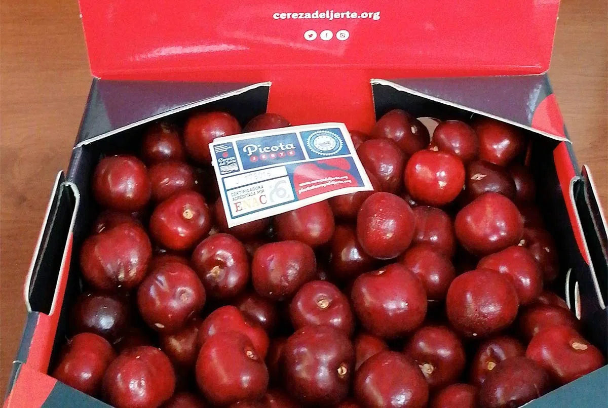 Arbol de Cerezo Picota Valle del Jerte con D.O.P de Viveros la Berrocosa Medida Maceta 22 cm Altura aprox.de 1,30 m. Cereza Roja