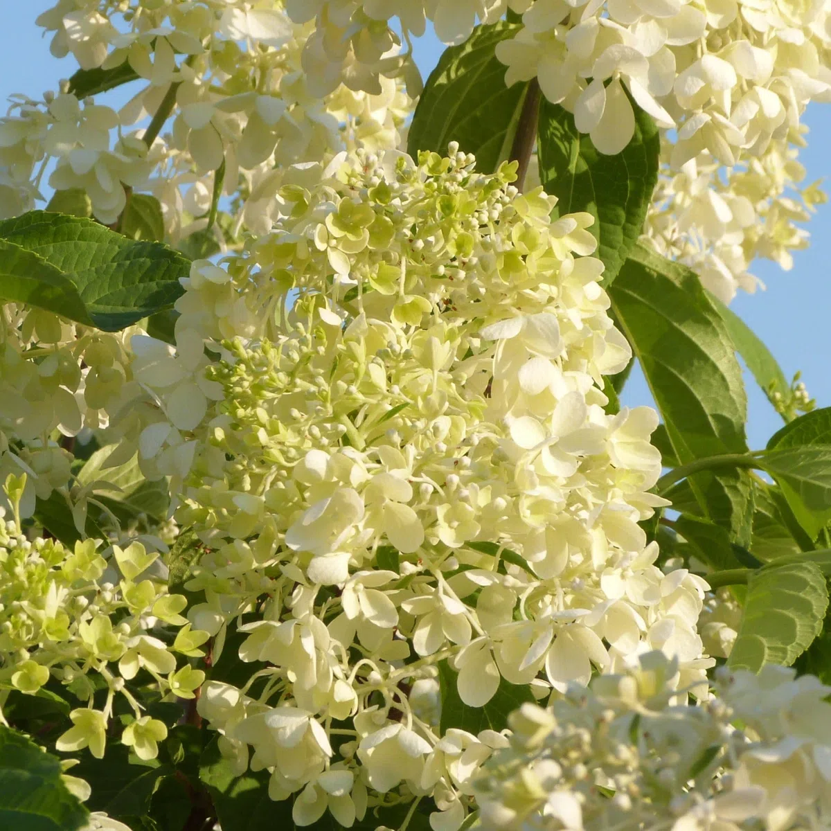 Plant in a Box - Hydrangea macrophylla 'Early Blue', 'Early Pink', 'Wudu' - Hortensia - Mezcla de 6 - Maceta 10,5cm - Altura 25-40cm