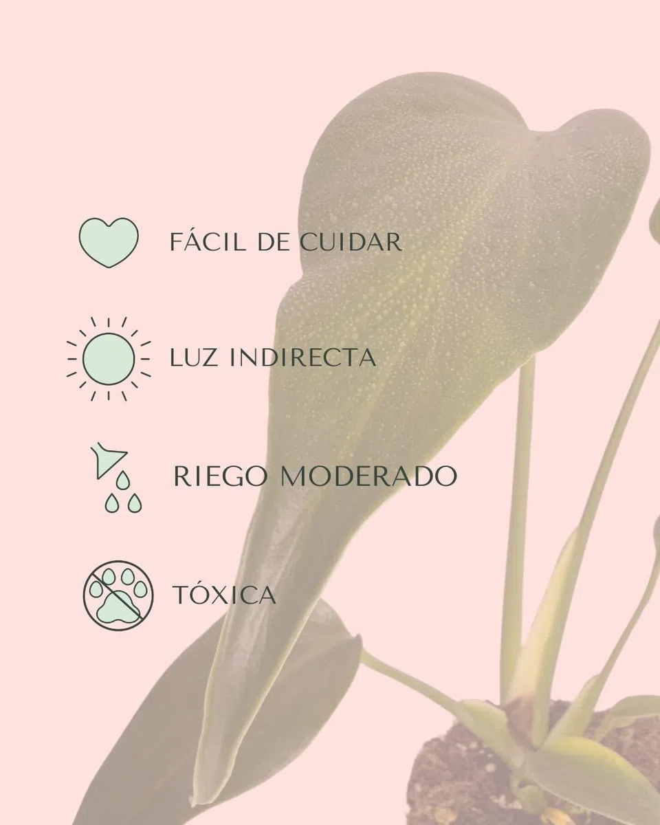 PUR PLANT Monstera Burle Marx M | Planta Natural De Interior Premium y Tropical | Compacta, Resistente y Decorativa | Maceta De Ø12 cm