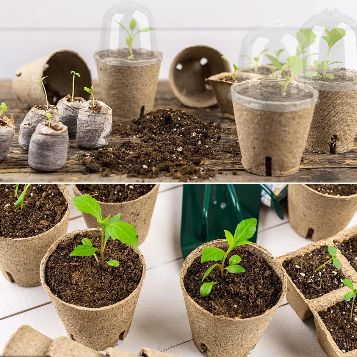 20pcs Semilleros Germinación Biodegradables Macetas Semillas para Germinación con Tapa Transparente Maceteros Biodegradables Pequeñas con Agujeros para Plantar Invernadero Huerto Jardín