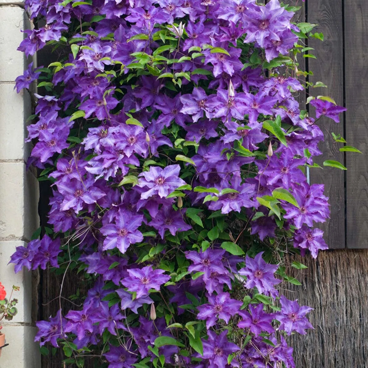 Bloomique - Set de 2 - Clematis ‘The President’ - Clemátide - Morada - Trepadora - Jardín - Resistente al frío - Altura 50-70 cm - Maceta 15 cm