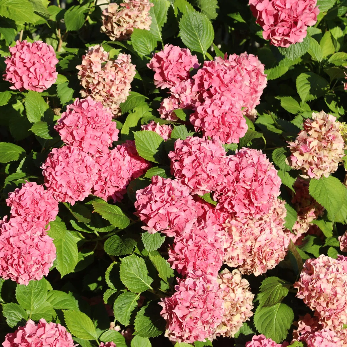 Plant in a Box - Hydrangea macrophylla 'Early Blue', 'Early Pink', 'Wudu' - Hortensia - Mezcla de 6 - Maceta 10,5cm - Altura 25-40cm