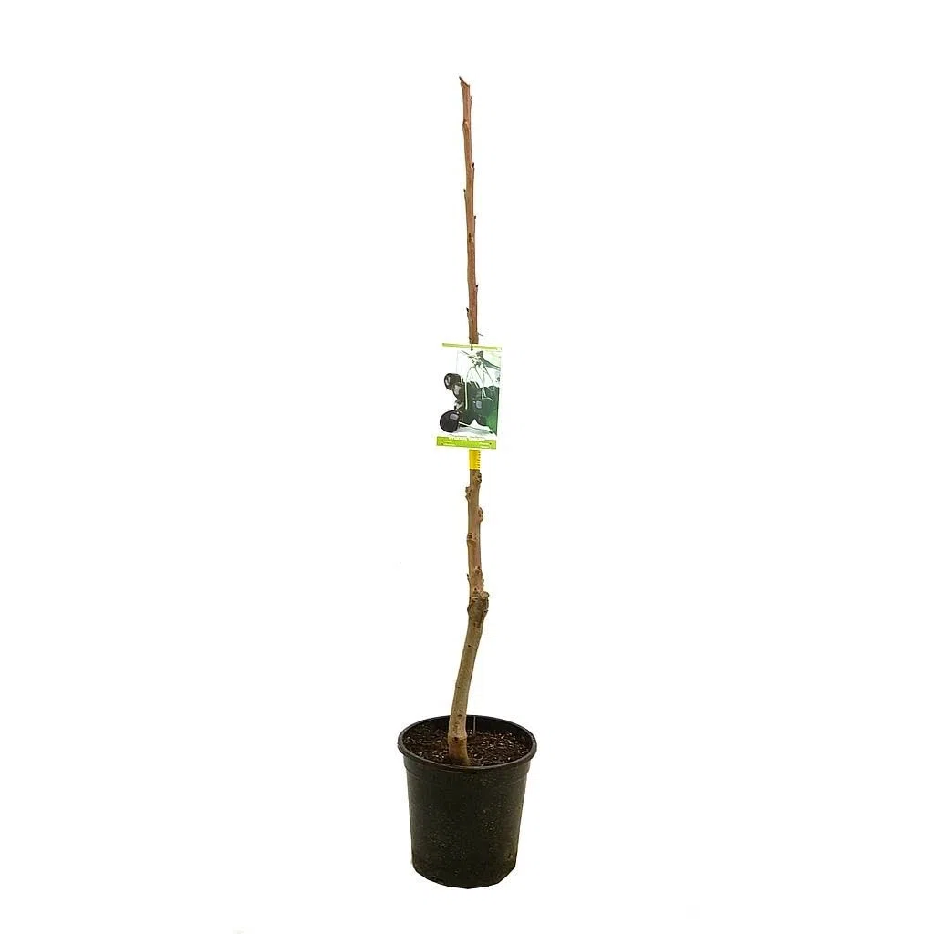Garden Center Shop | Cerezo Autofértil M25 | Árbol Frutal Natural de Cereza | Variedad Autofértil para Huerto, Jardín o Terraza | Frutal Exterior en Maceta
