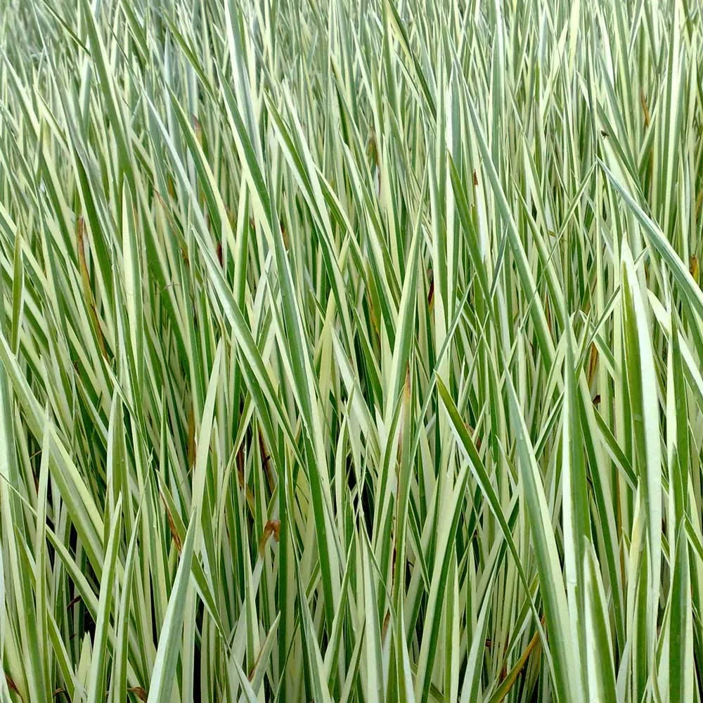 vdvelde․com - Cálamo Aromático - Planta de Estanque - Resistente - Cultivo Biológico - Plantar Directo - Fresco de Vivero - 9 Unidades